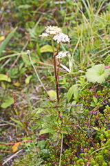 Conioselinum chinense