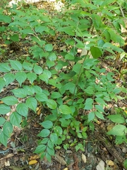 Magnoliopsida
