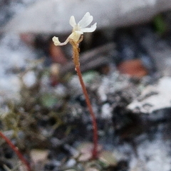 Stylidium tenerum