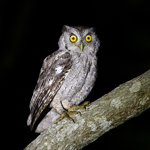 Pacific Screech-Owl (Cooperi) (Subspecies Megascops cooperi cooperi ...