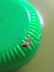 Megalepthyphantes nebulosus