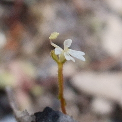 Stylidium tenerum