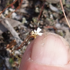 Stylidium tenerum