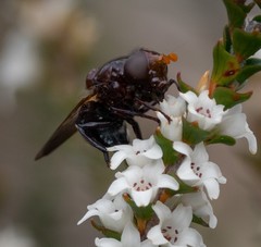 Cyphipelta rufocyanea
