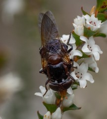 Cyphipelta rufocyanea