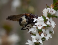 Cyphipelta rufocyanea
