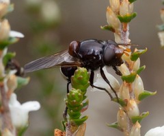 Cyphipelta rufocyanea