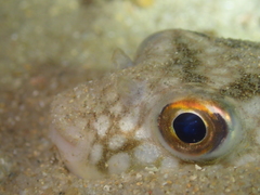 Chelonodontops patoca