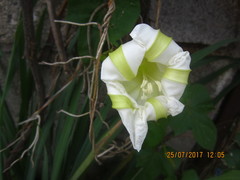 Ipomoea alba