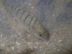 Acanthopagrus schlegelii
