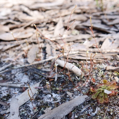 Stylidium tenerum