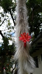 Cleistocactus colademononis