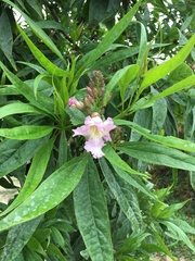 × chitalpa tashkentensis