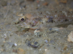 Favonigobius