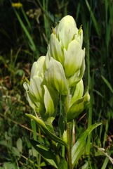 Castilleja septentrionalis