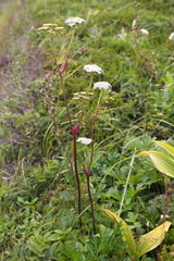 Conioselinum chinense