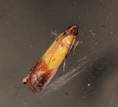 Piesmopoda semilutea