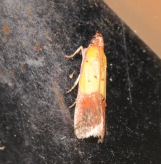Piesmopoda semilutea