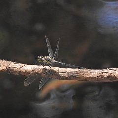 Agrionoptera longitudinalis biserialis