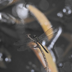 Agrionoptera longitudinalis biserialis