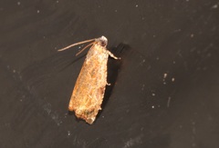 Sycacantha inopinata