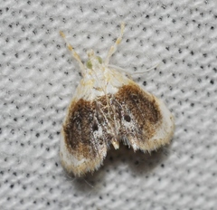 Lipocosmodes fuliginosalis