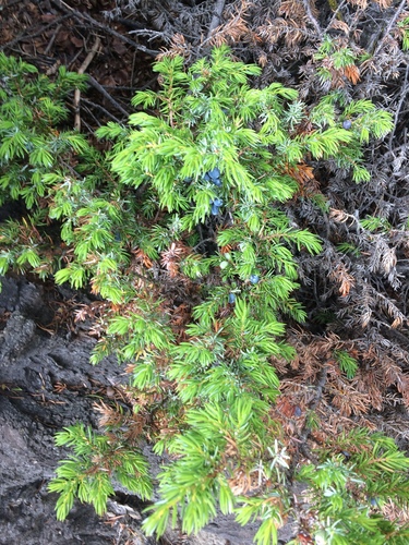 common juniper (Juniperus communis)
