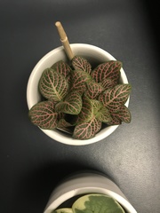 Fittonia