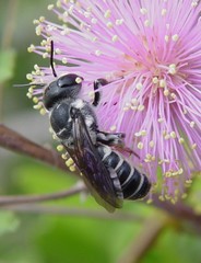 Image of Megachile georgica
