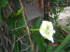 Ipomoea alba