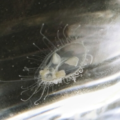 Craspedacusta sowerbii