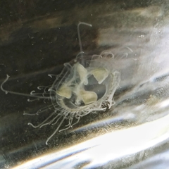 Craspedacusta sowerbii