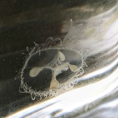 Craspedacusta sowerbii