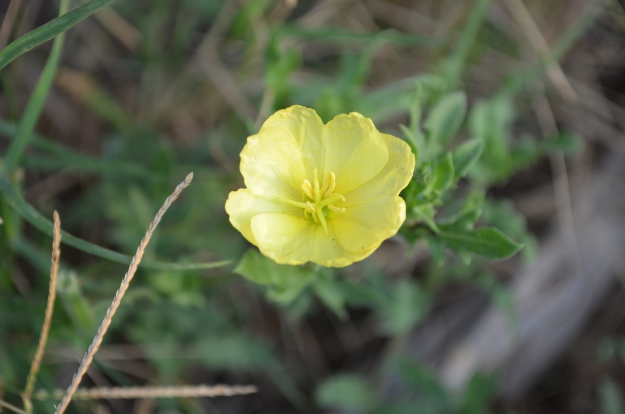 Oenothera humifusa