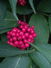 Sambucus kamtschatica
