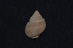 Nassarius conoidalis