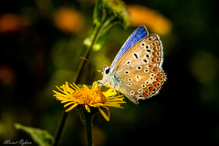 Polyommatus icarus