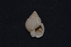 Nassarius conoidalis