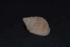 Nassarius conoidalis