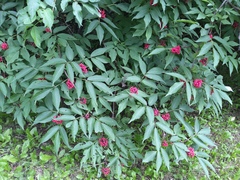 Sambucus kamtschatica