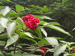 Sambucus kamtschatica
