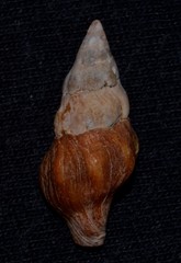 Nodopelagia brazieri