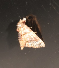 Chlumetia transversa