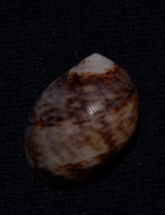 Mammilla