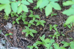 Streptopus streptopoides