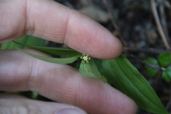 Streptopus streptopoides