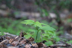 Streptopus streptopoides