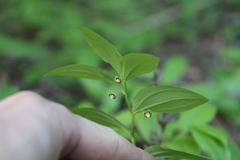 Streptopus streptopoides