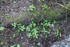 Streptopus streptopoides