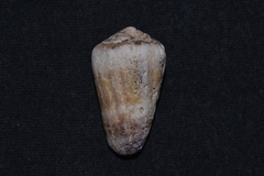 Conus muriculatus